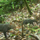 Ghost dogs captured on a camera trap at the Amarakaeri Communal Reserve in Peru.